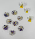 Viola
